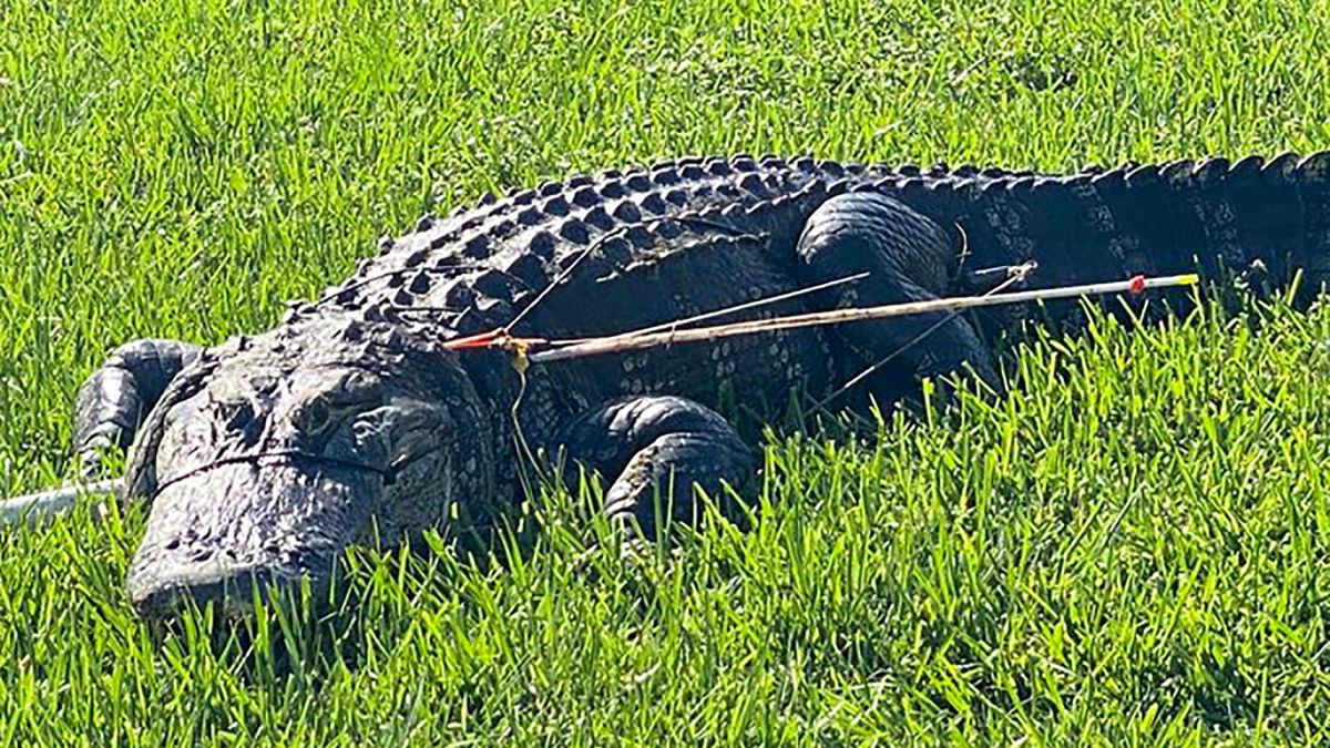 Got what it takes? Apply to be an alligator trapper