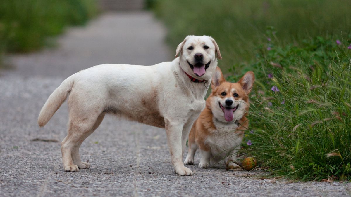 labrador retriever breeds of dogs