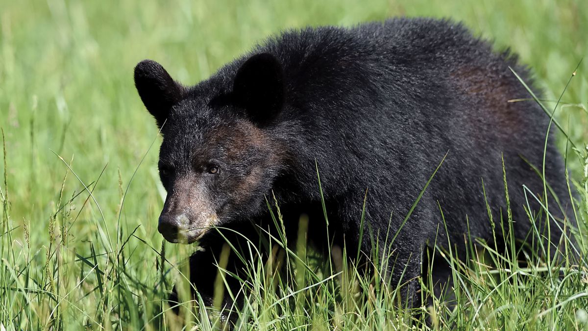 Oregon Man Saves His Dog From Bear Attack Cnn