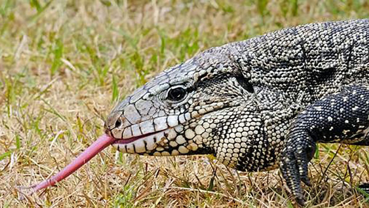 Tegus Lizard Georgia Officials Are Asking The Public To Help Them The Invasive Lizards Cnn