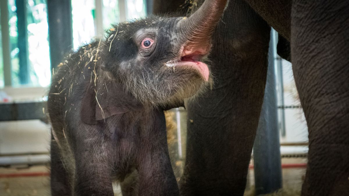 Baby Elephant Born At The Houston Zoo Survives Emergency Surgery Cnn