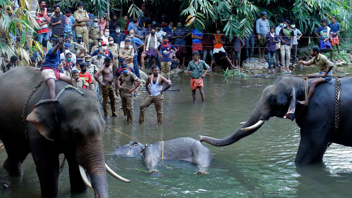 Elephant in Kerala dies after suspected firecrackers hidden in ...