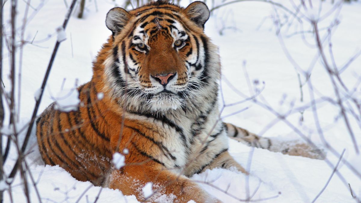 Siberian tiger, Size, Habitat, Population, & Facts