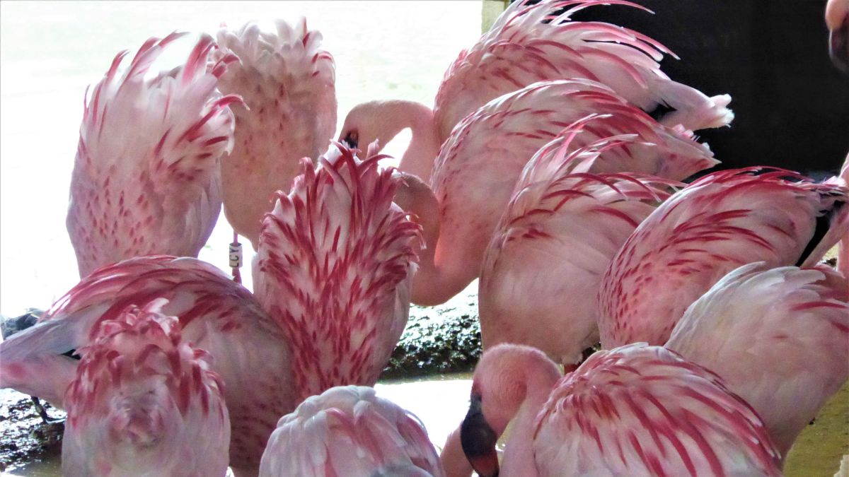 Pinker flamingos are more aggressive, intriguing study finds