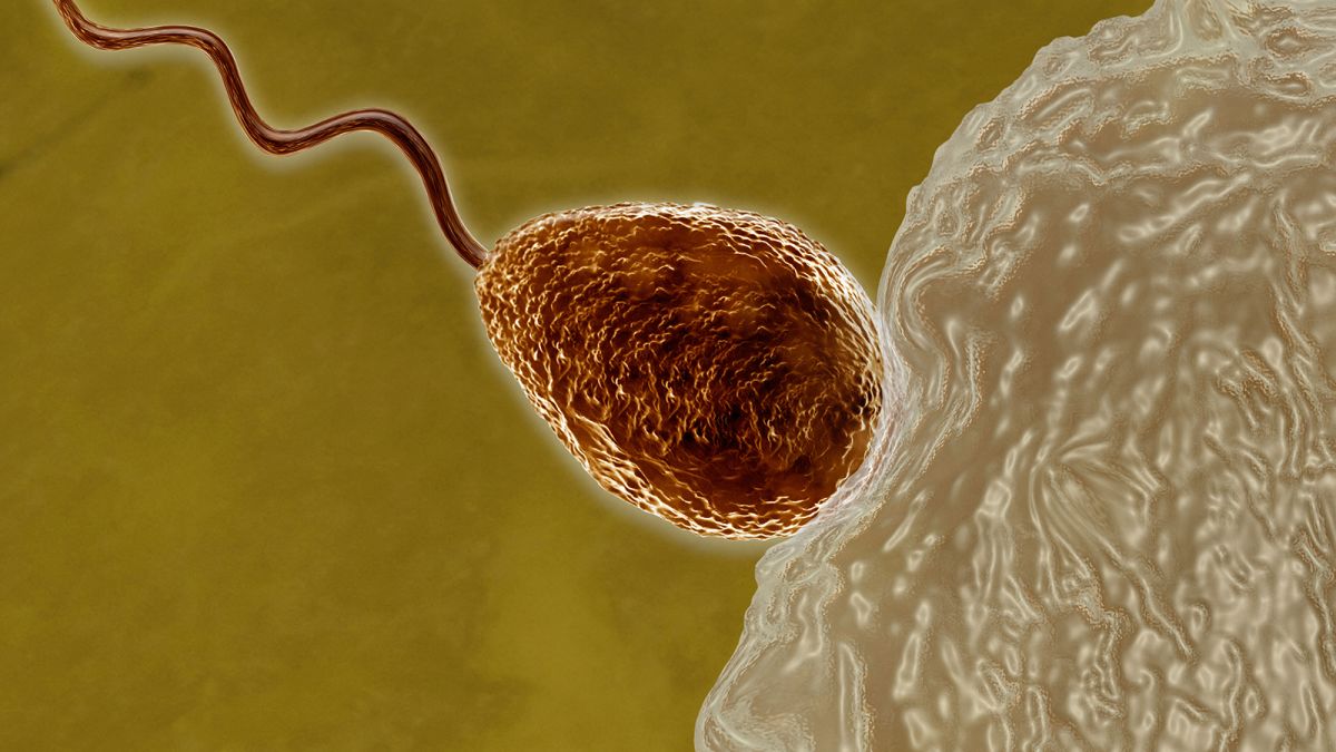 A womans eggs choose lucky sperm during last moments of conception, study finds photo