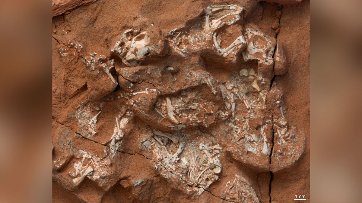 Fossil egg discoveries, including one in Antarctica, show that dinosaurs  and marine reptiles laid soft-shell eggs | CNN