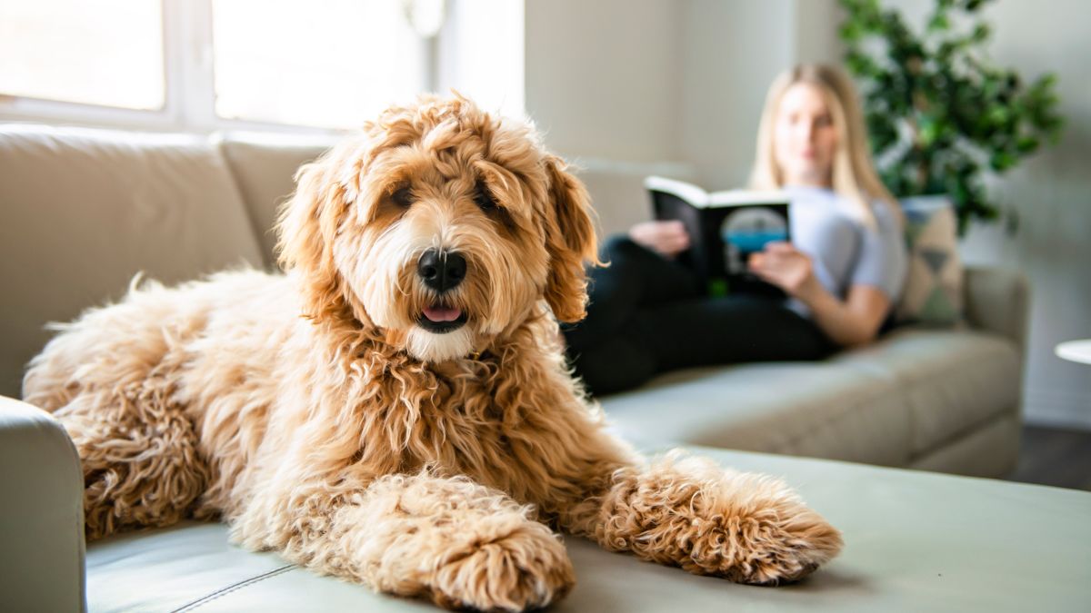 zoom groom dog pets at home