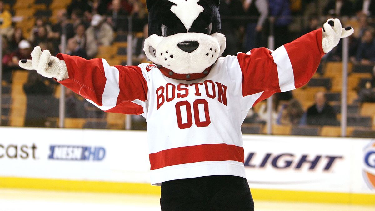Boston University Terrier