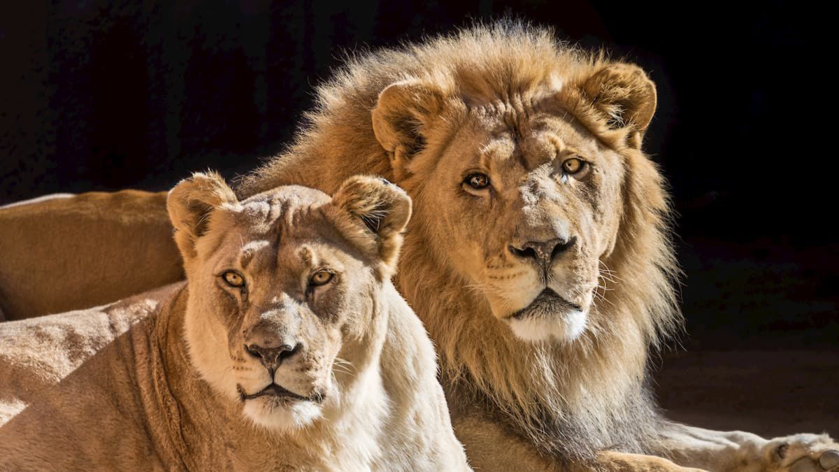 Lions know it's going to get loud in Seattle