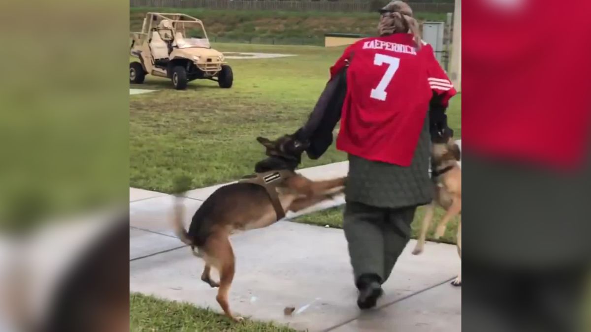 US Navy 'investigating' video showing four military dogs attacking man in Colin  Kaepernick jersey, The Independent