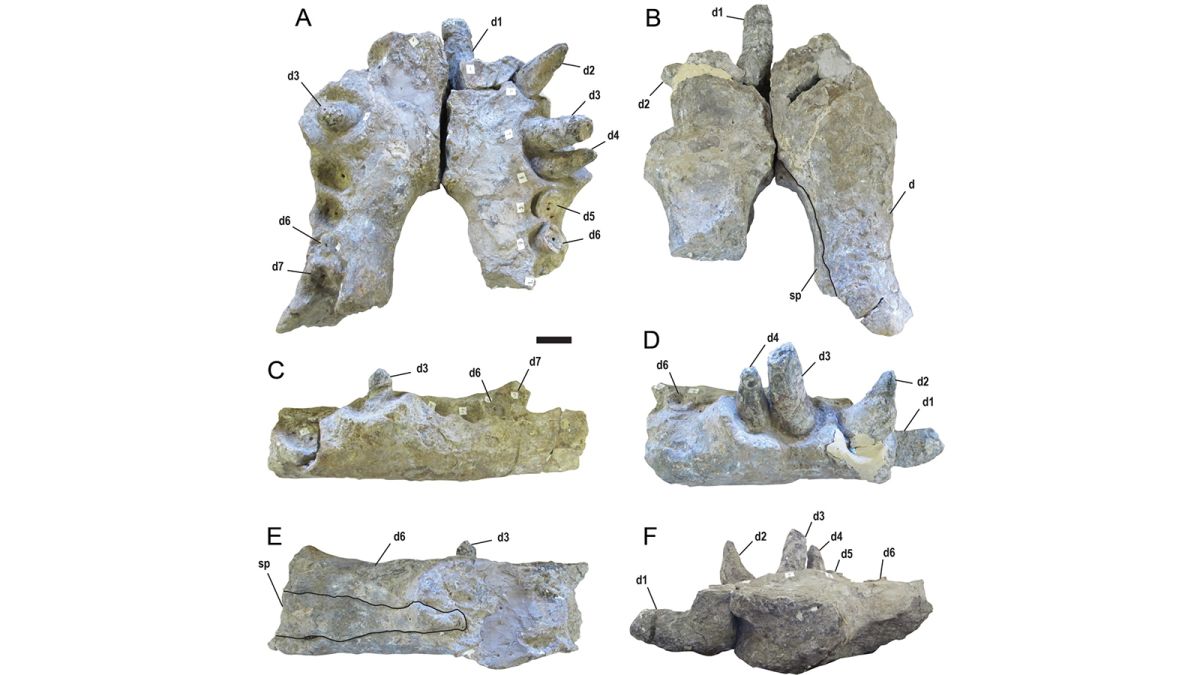 Researchers study Deinosuchus, the ancient and massive terror crocodile