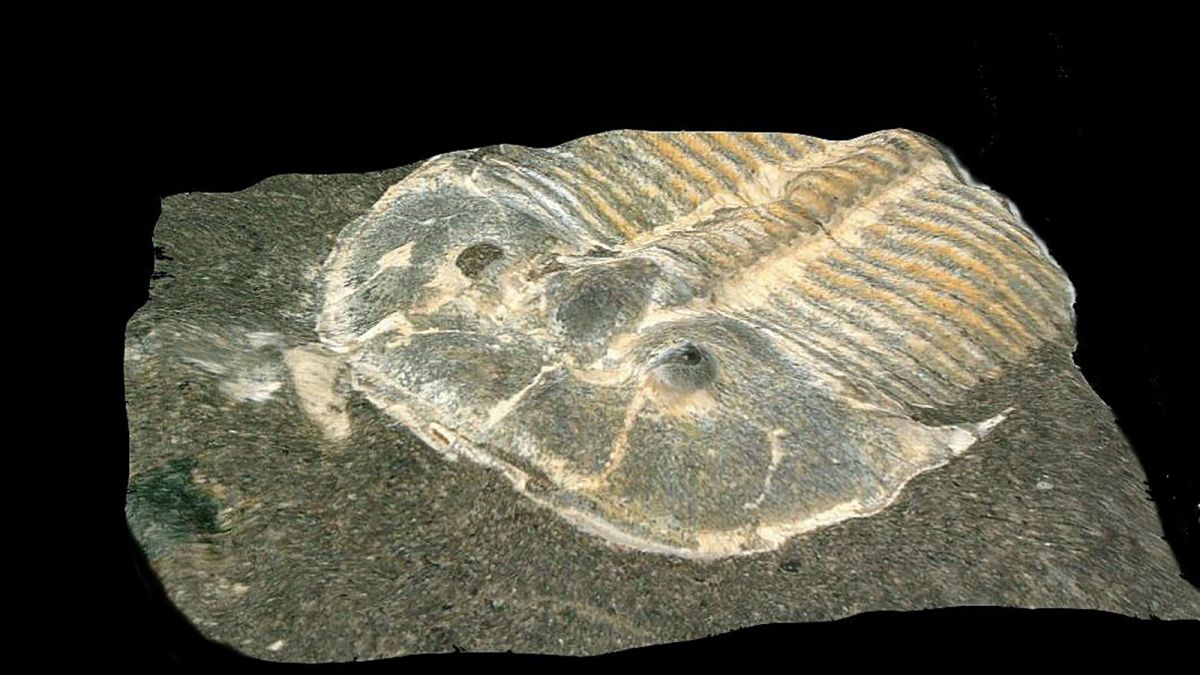 why are trilobites index fossils