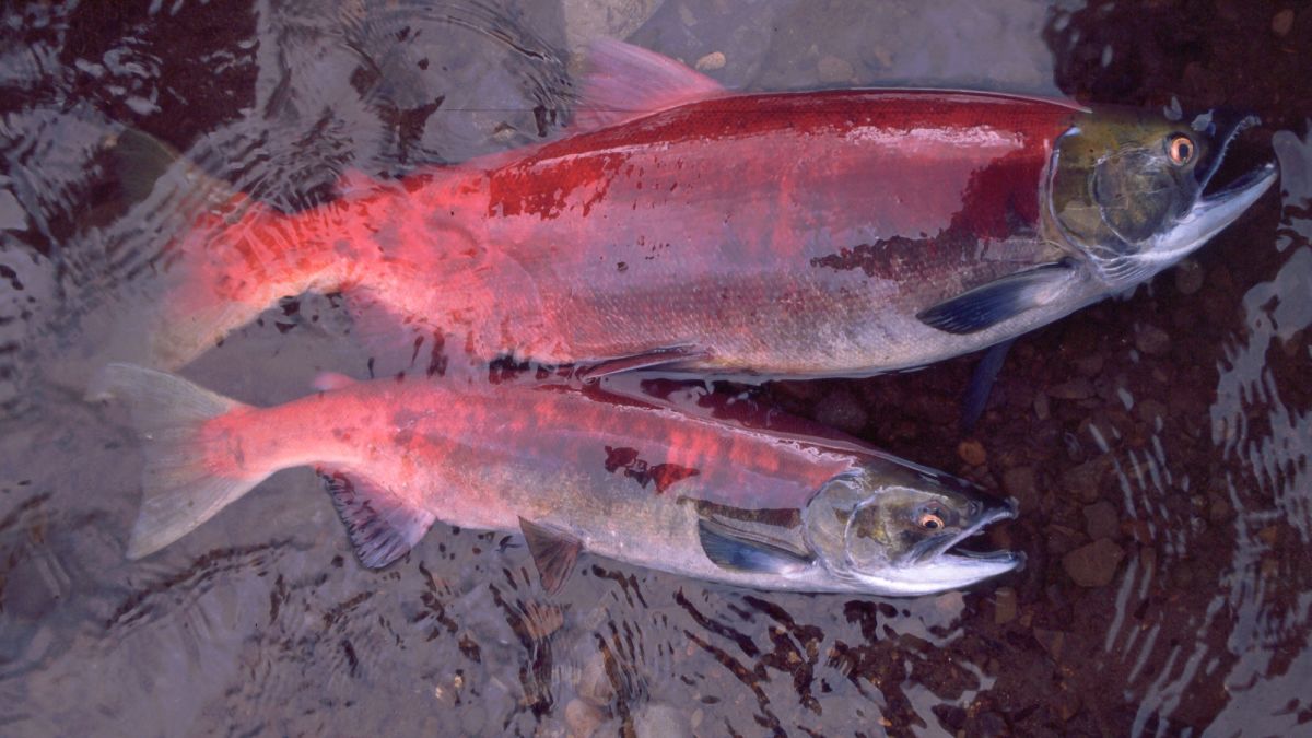 Alaska's salmon worth $720 million this year