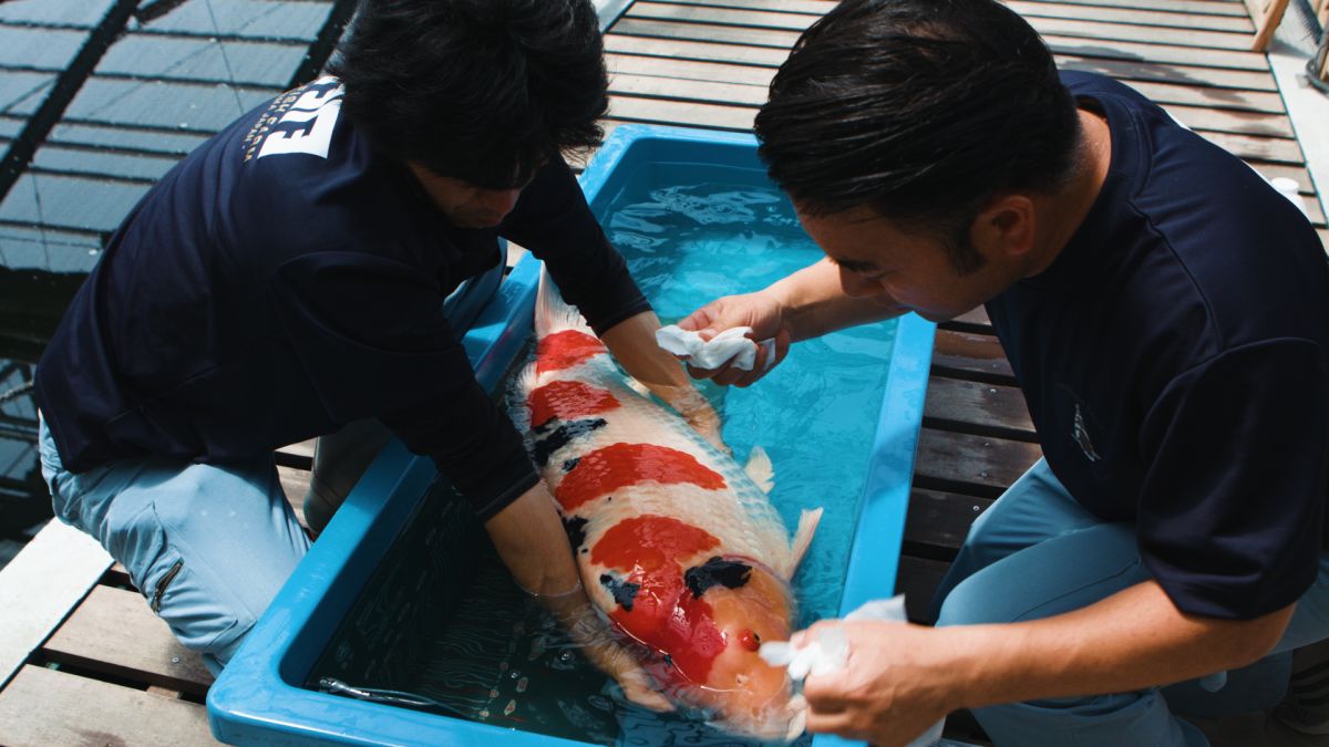 Japan'S King Of Carp Breeds Million Dollar Koi Fish | Cnn