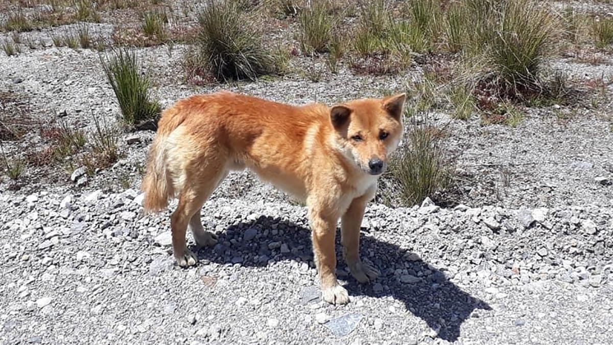 Dingo Populations Have Less Dog Ancestry Than We Thought