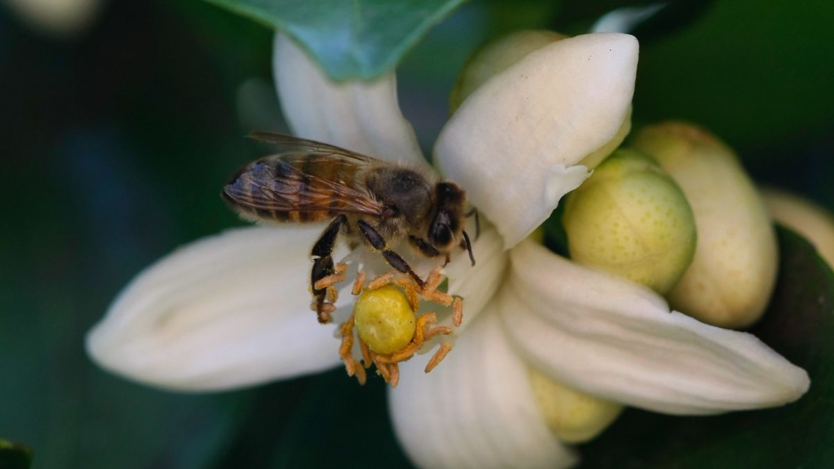 Is the Key to Saving Pollinators … Honey Bee Semen?