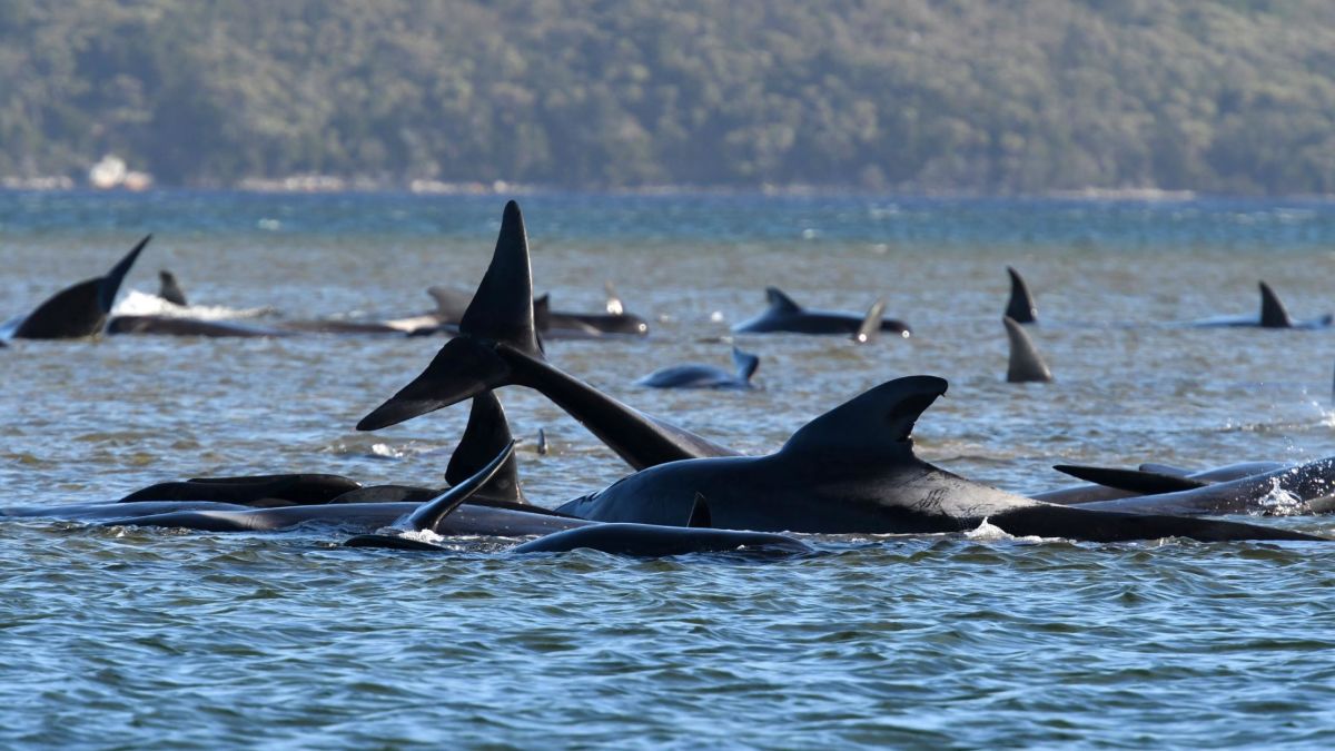 Hundreds of whales beached on New Zealand islands - ABC News