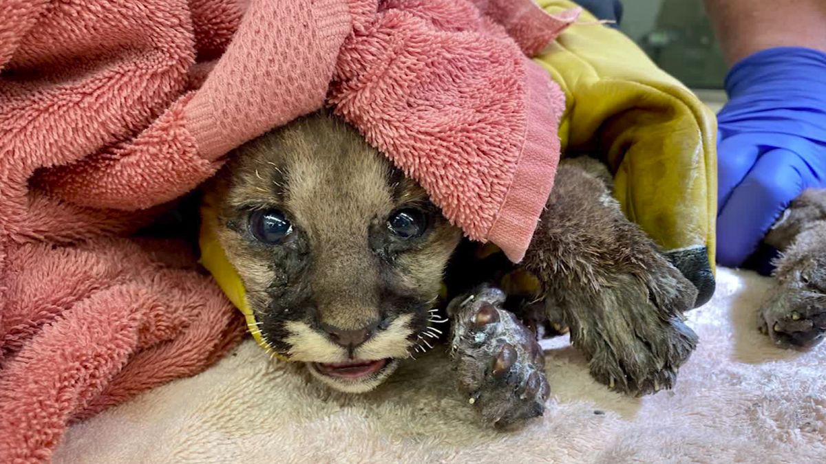 Mountain Lion Cub Rescued From California Wildfire Cnn