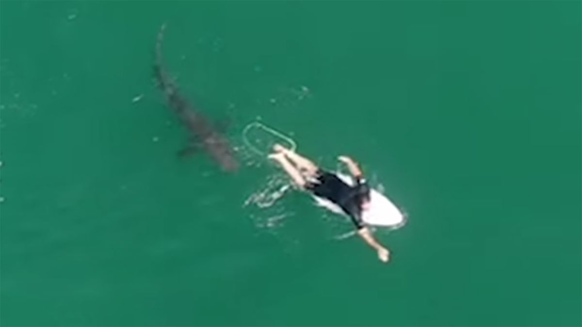 Shark drone footage: This Australian surfer had no idea how close