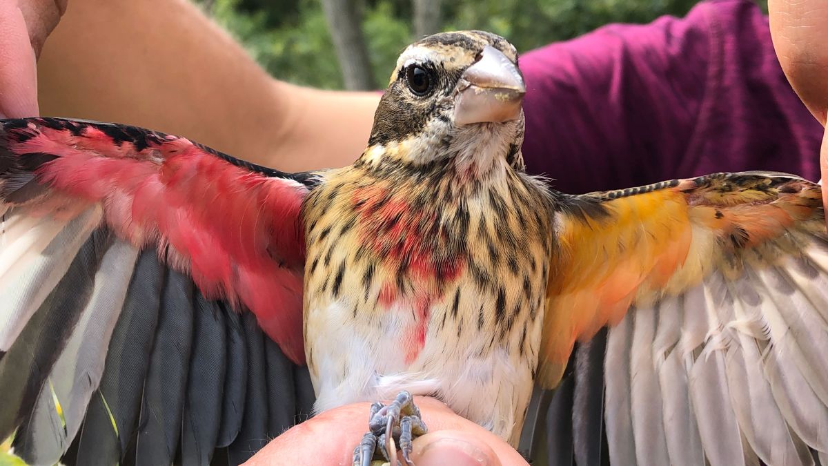 Scientists have found a rare half-male, half-female songbird | CNN