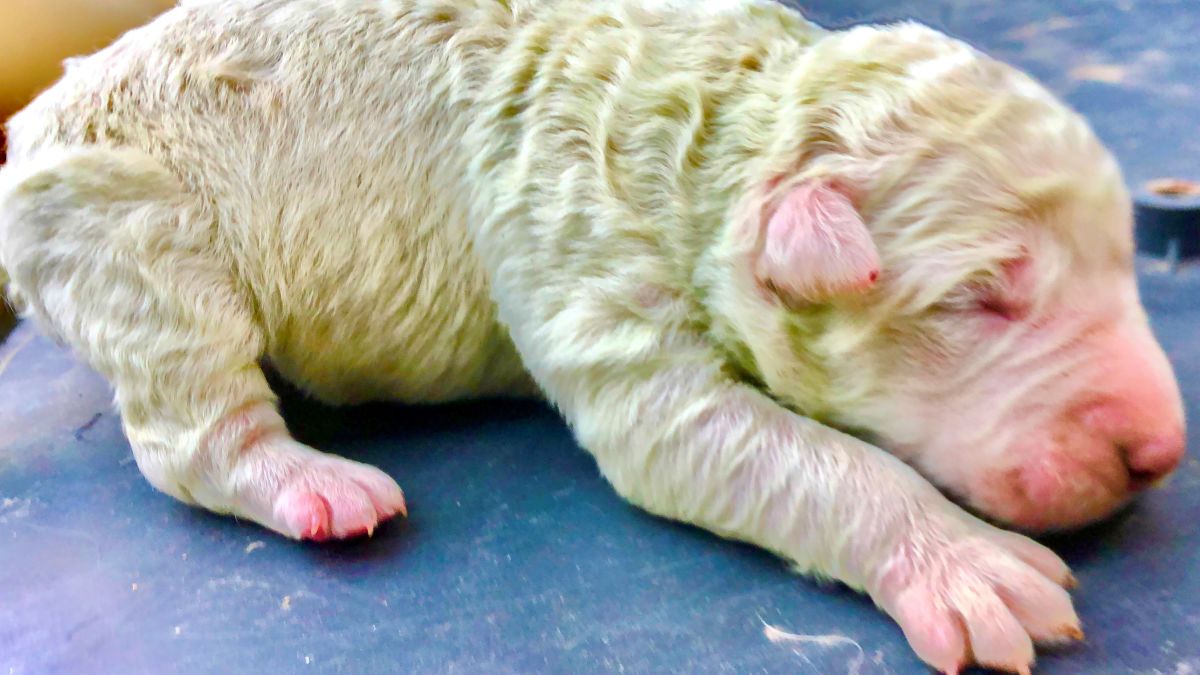 Green puppy born with litter of white siblings in Italy | CNN