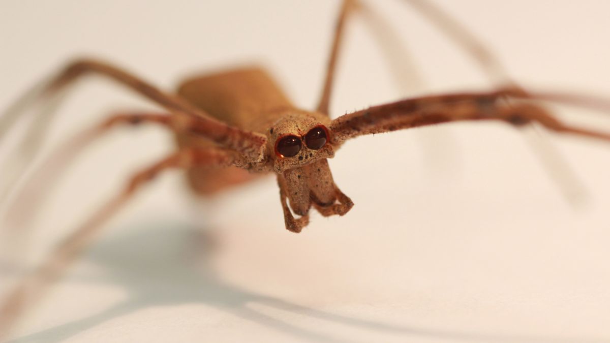 Can spiders hear? - Discover Wildlife