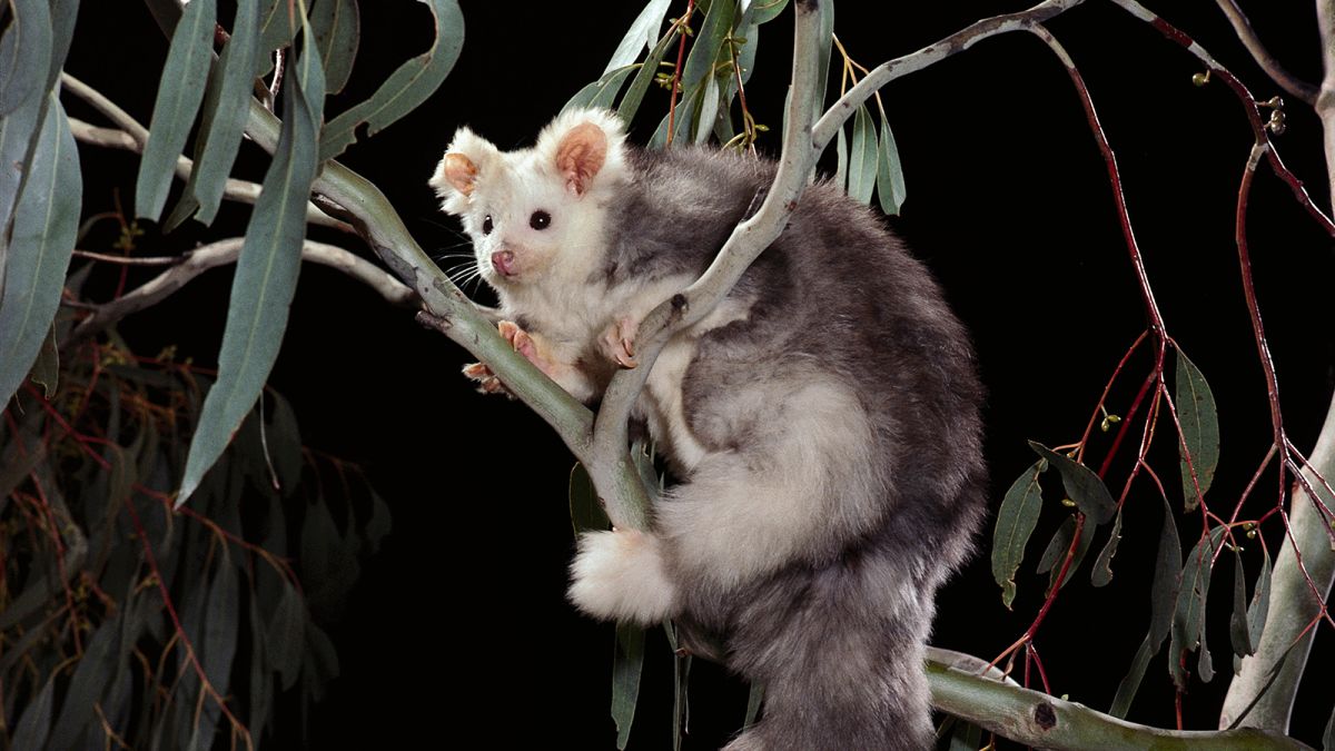 Australian scientists discover two new marsupial species of greater gliders  | CNN