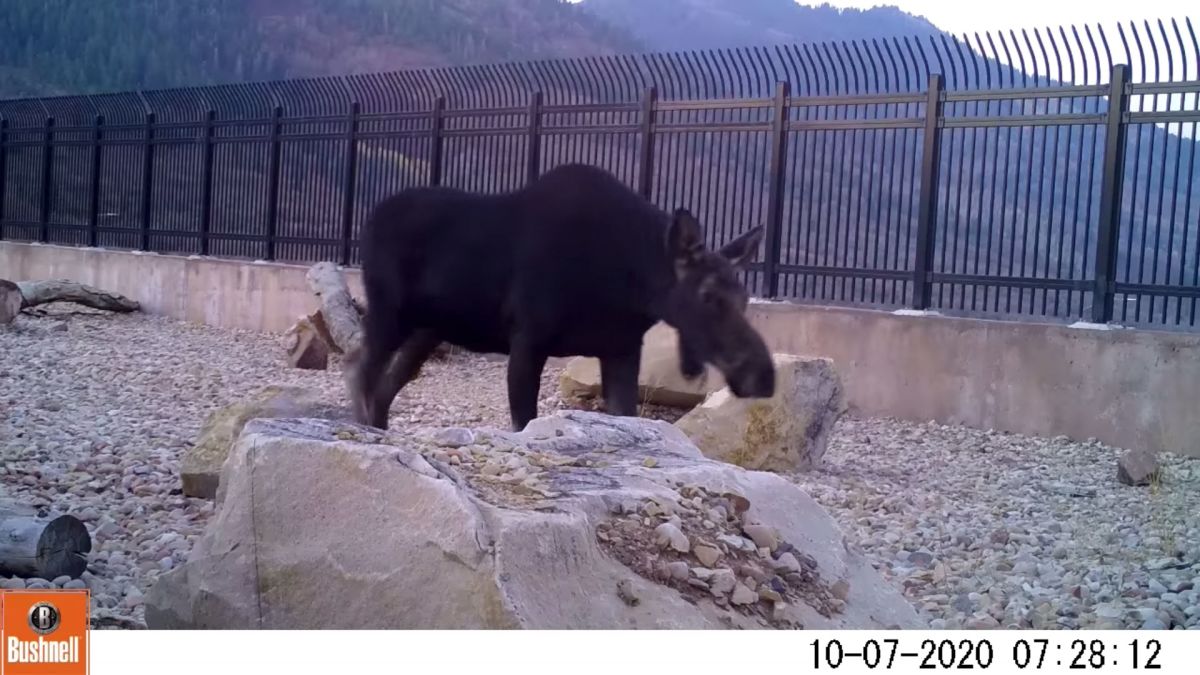 Utah officials thrilled to see animals using highway wildlife overpass - CNN