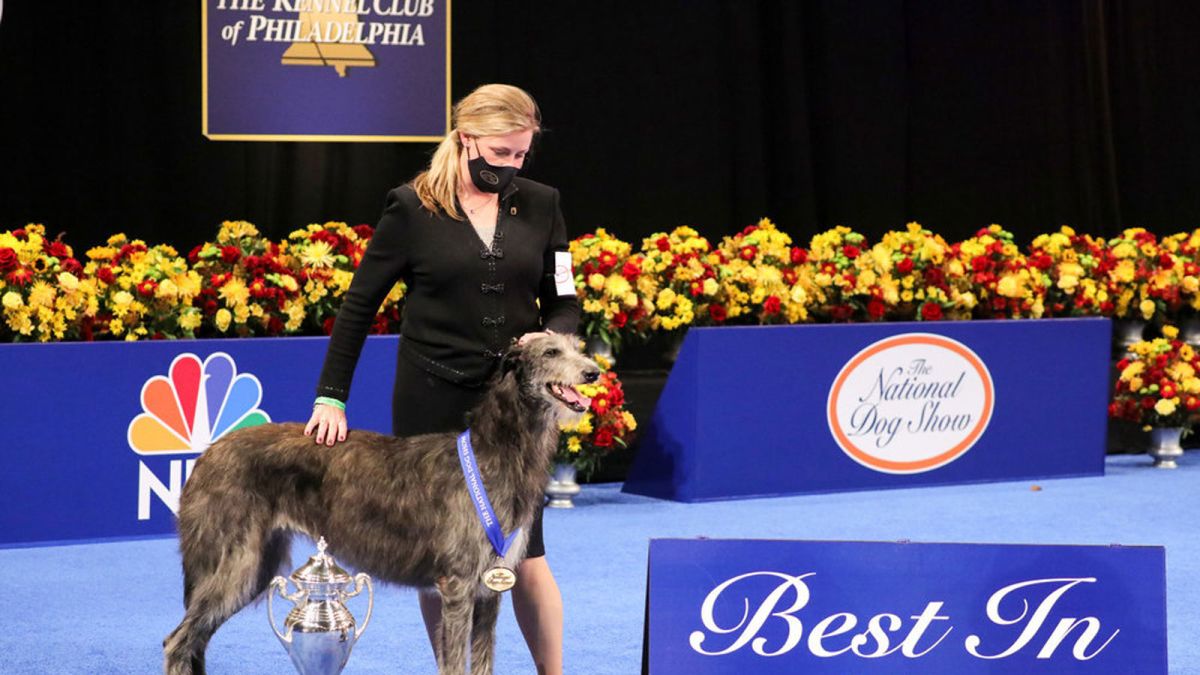 National Dog Show: Claire the Scottish 