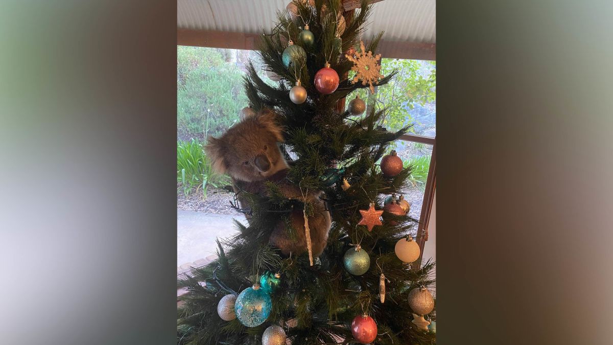 skole sav Ministerium Koala found in Australian Christmas tree - CNN