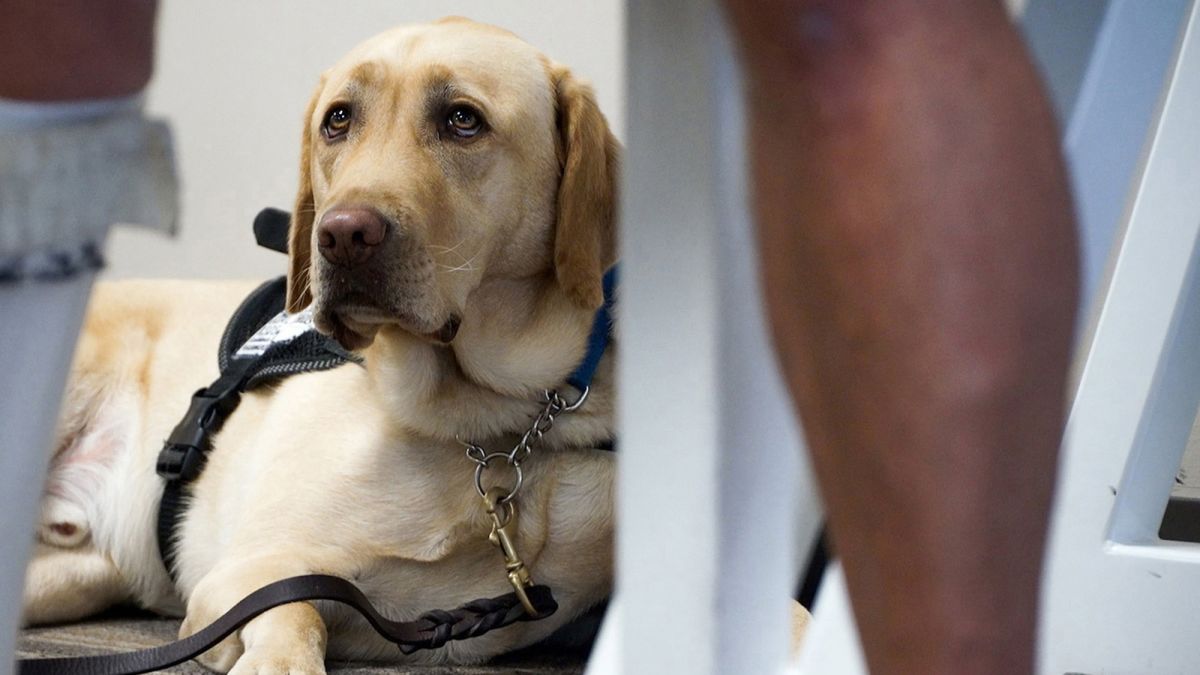 Southwest joins other airlines in banning emotional support animals | CNN Southwest joins other airlines in banning emotional support animals | CNN