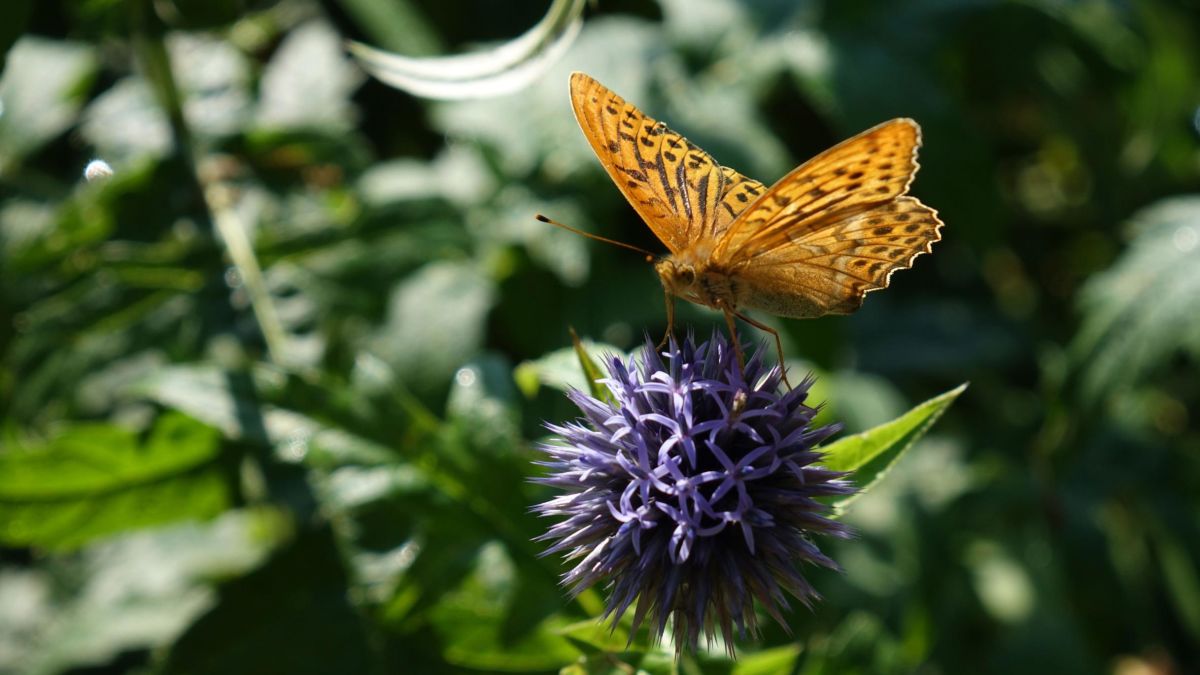 Butterflies clap their wings in flight, propelling themselves forward | CNN