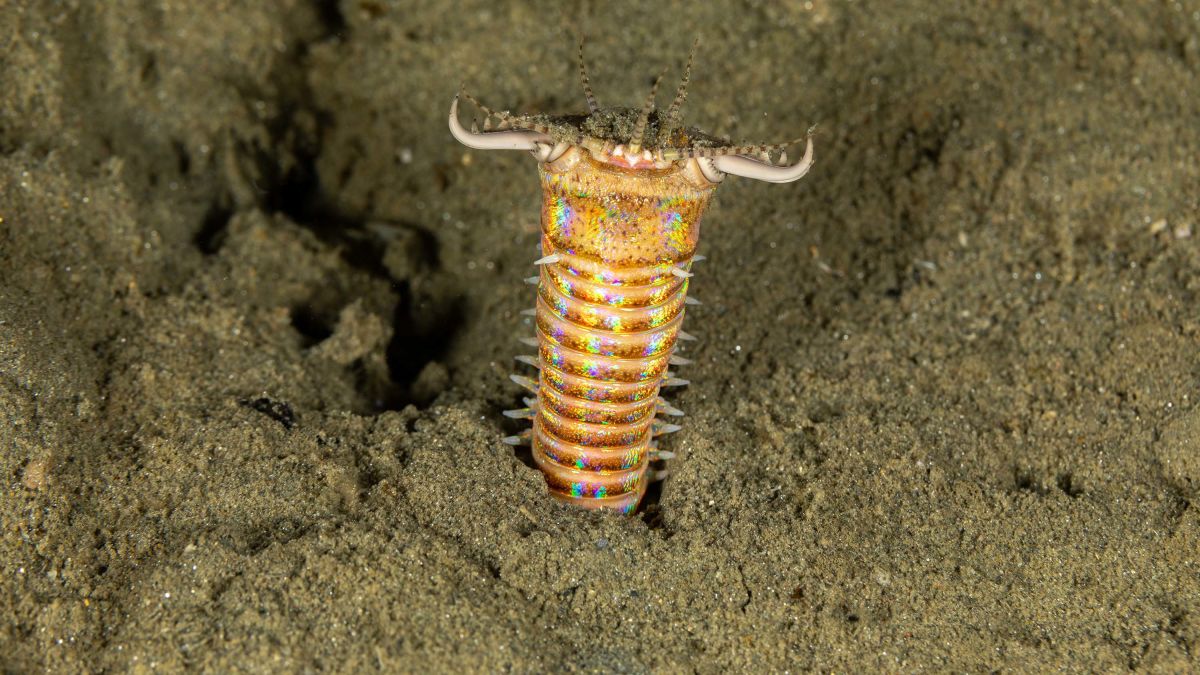 Fossil Hunters Find Giant Predatory Worm S Lair Cnn