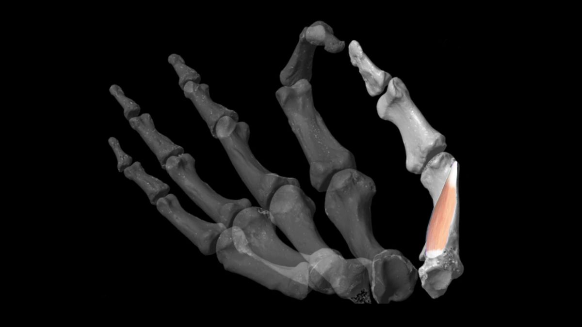 Thumbs gave a 'formidable' advantage to our early ancestors - CNN
