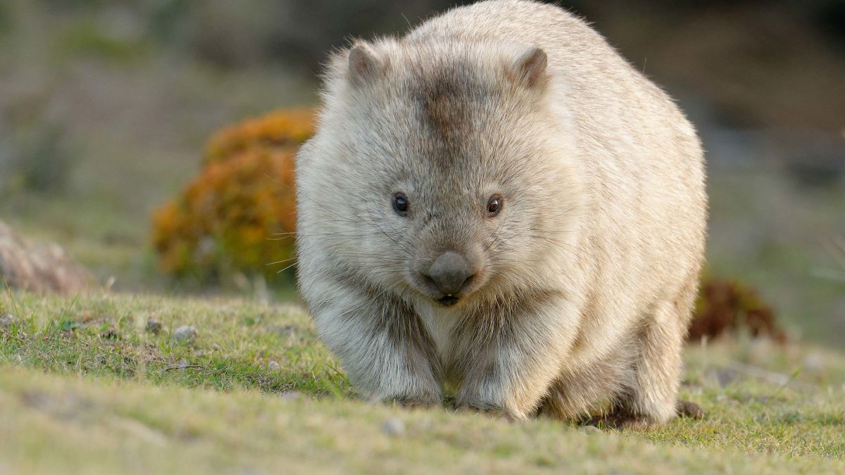 Why do wombats poop cubes? Scientists may finally have the answer | CNN
