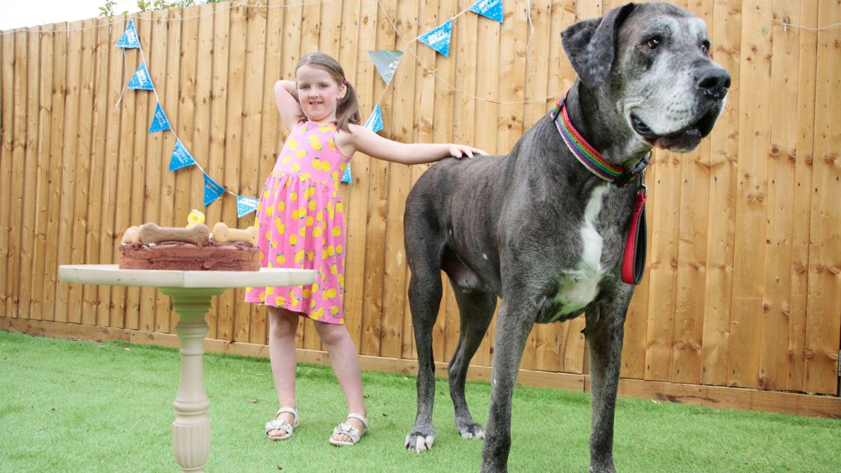 Freddy the Great Dane, the tallest dog in the world, has died - CNN