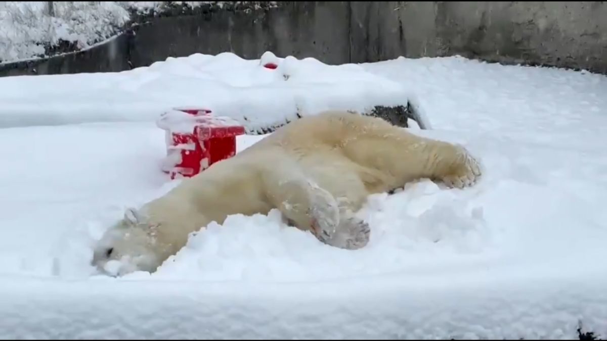 Stop everything and watch this polar bear play in the snow - CNN Video