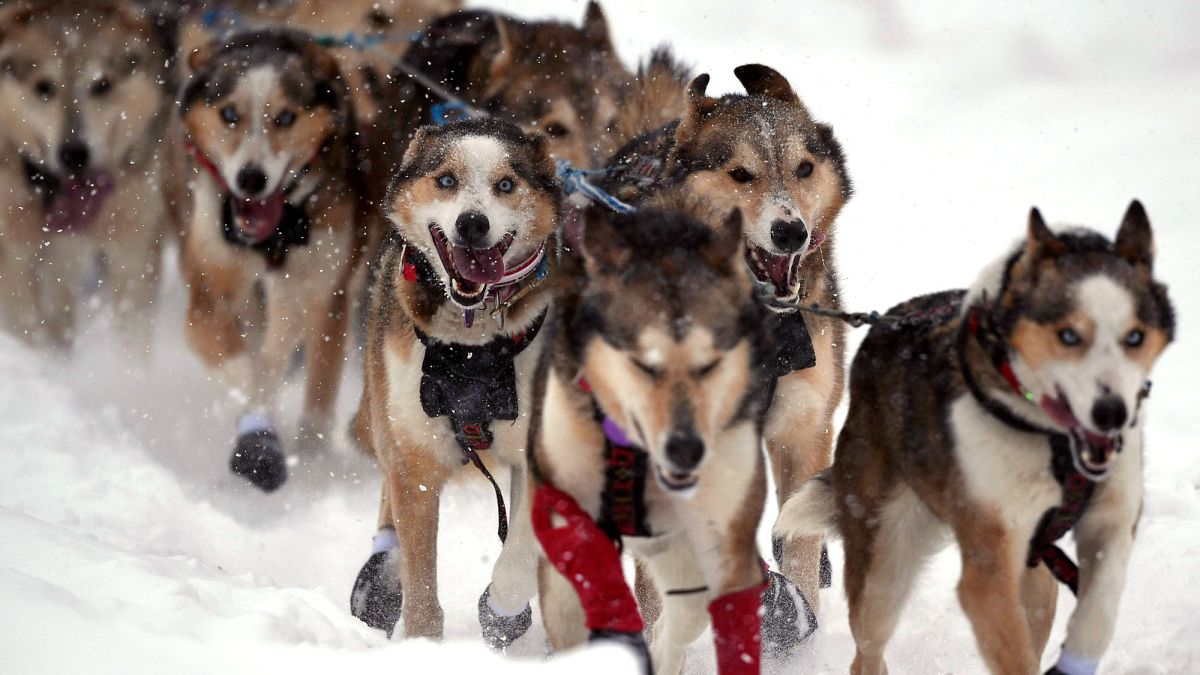 Musher Mutiny, Dog Doping: Scandals Mire The Super Bowl Of Sled Dog Races :  NPR