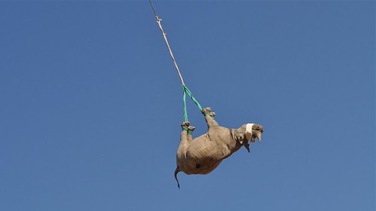 Why airlifting rhinos upside down is critical to conservation