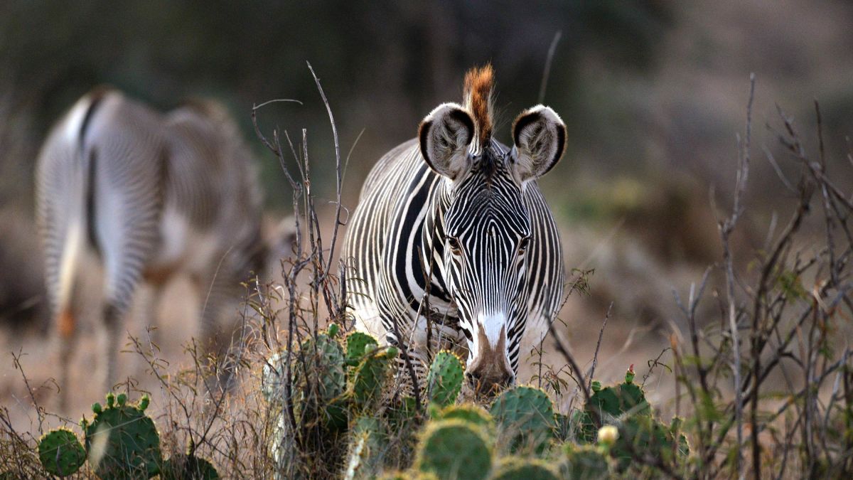 Download What It Takes To Protect The World S Most Endangered Zebra Cnn