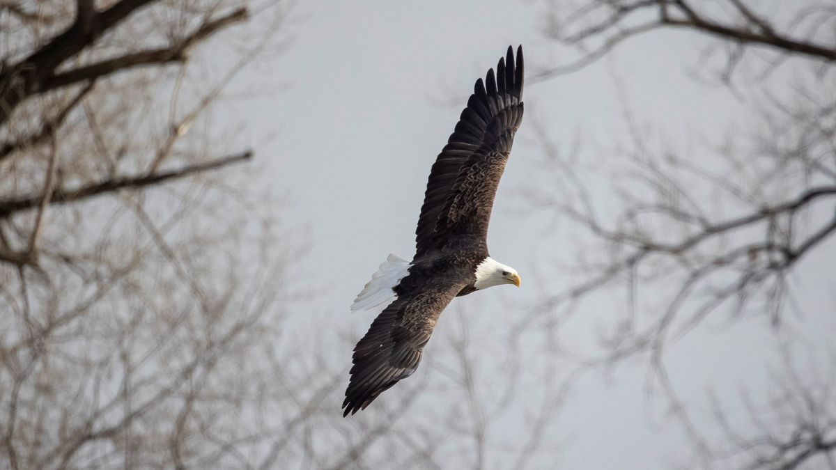 America's Bald Eagle Population Has Quadrupled, Wildlife Officials Say : NPR