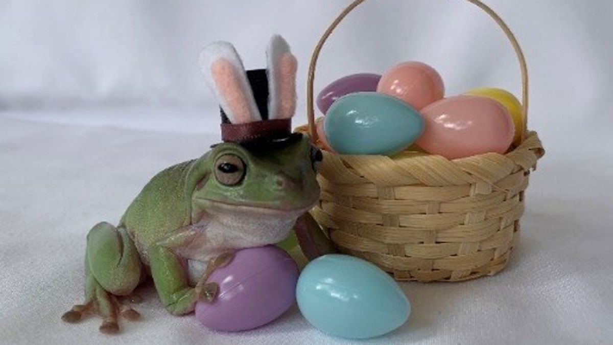 A tree frog named Betty is this year's Cadbury Easter Bunny mascot
