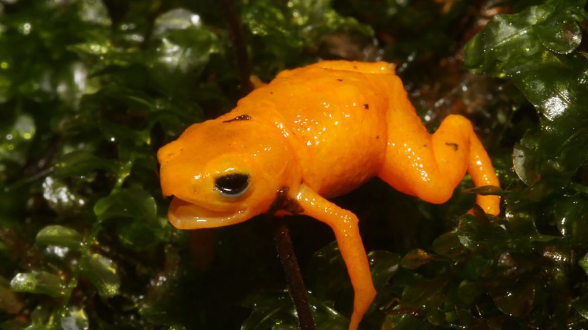 A new species of cute but poisonous 'pumpkin' toads discovered in Brazil |  CNN