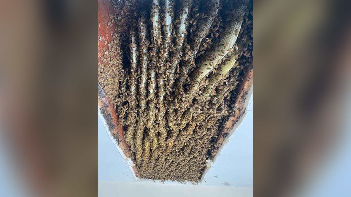 A Georgia woman was shocked to find at least 100,000 bees in her