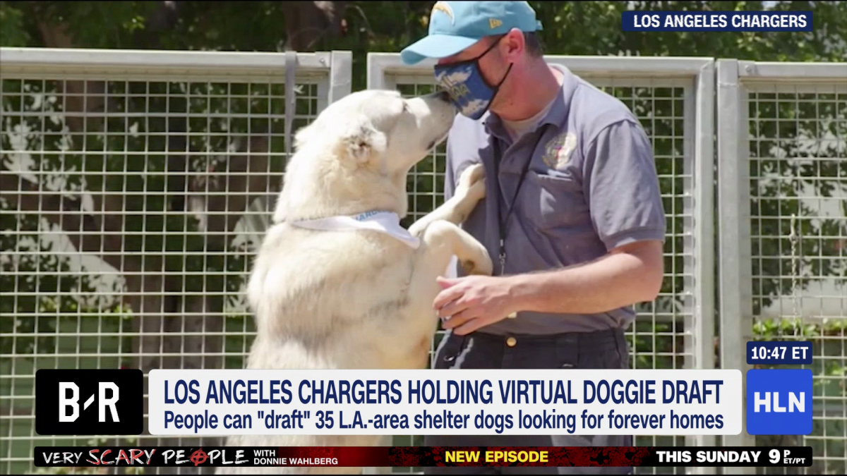 Los Angeles Chargers Hosting Virtual Doggie Draft to Find Forever Homes for  Undrafted Fur-Agents – Los Angeles Sentinel