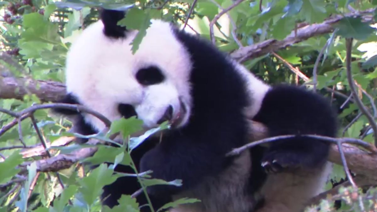 Video Giant Panda Cub Makes His First Public Appearance Cnn Video