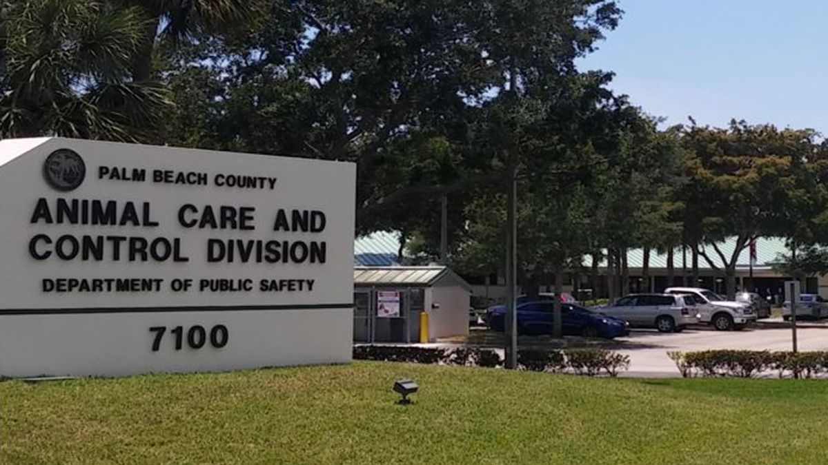 A man accused of killing an iguana wanted the charge dismissed based on stand your ground law. A judge said no | CNN A man accused of killing an iguana wanted the charge dismissed based on stand your ground law. A judge said no | CNN