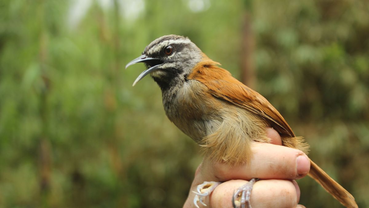 Songbirds Act As One When They Sing Together New Study Suggests Cnn