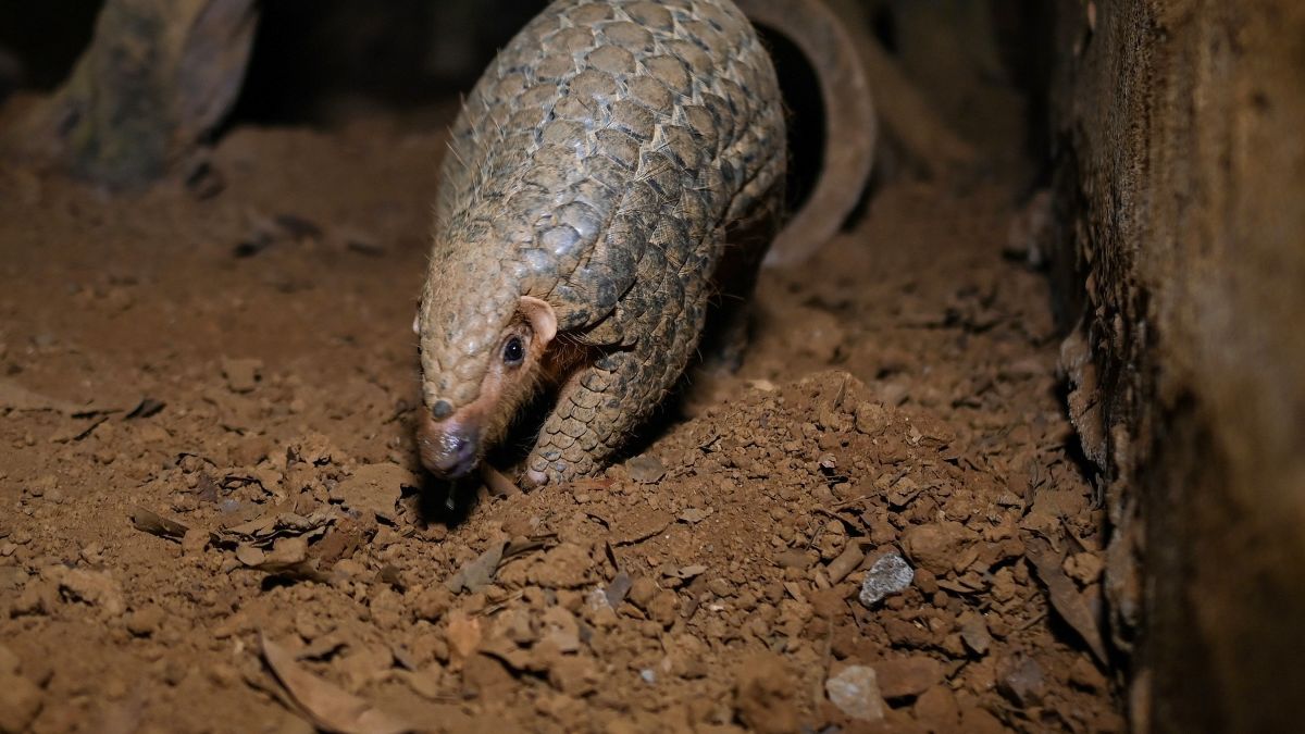 Goldman Prize Winner Thai Van Nguyen Is Protecting Pangolins Cnn