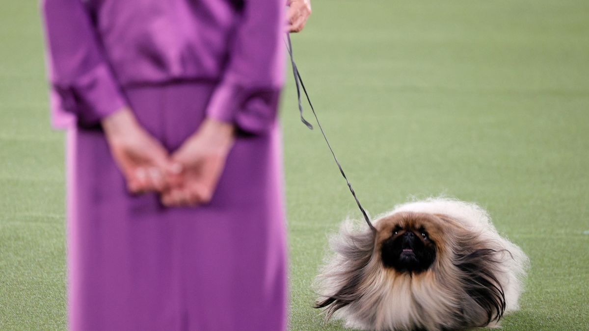 Westminster Dog Show 2021: Pekingese named Wasabi wins Best in Show - CNN